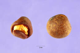 Image of tawny pea