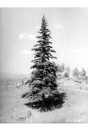 Image of Canadian Spruce