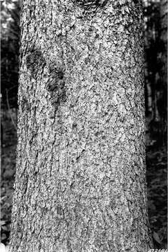 Image of Canadian Spruce