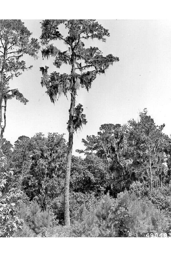 Imagem de Pinus glabra Walter