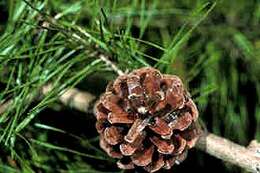 Imagem de Pinus glabra Walter