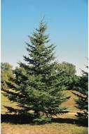 Image of Western white spruce