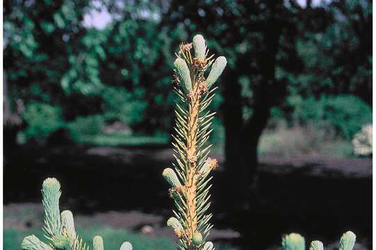 Image of Western white spruce