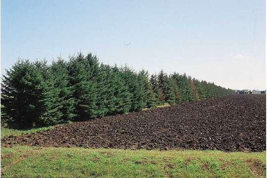 Image of Western white spruce