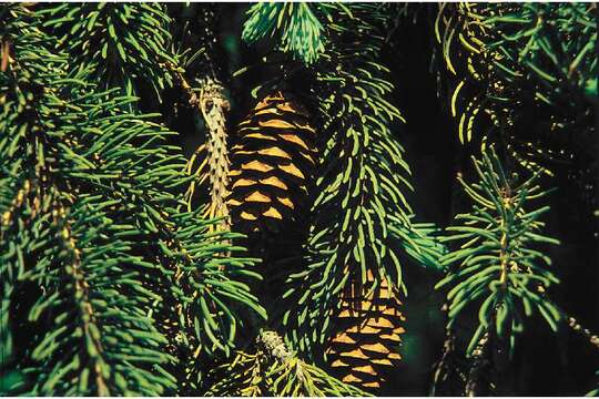 Image of Western white spruce