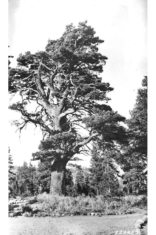 Image of Jeffrey Pine