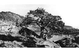 Image of Jeffrey Pine