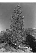 Image of Jeffrey Pine