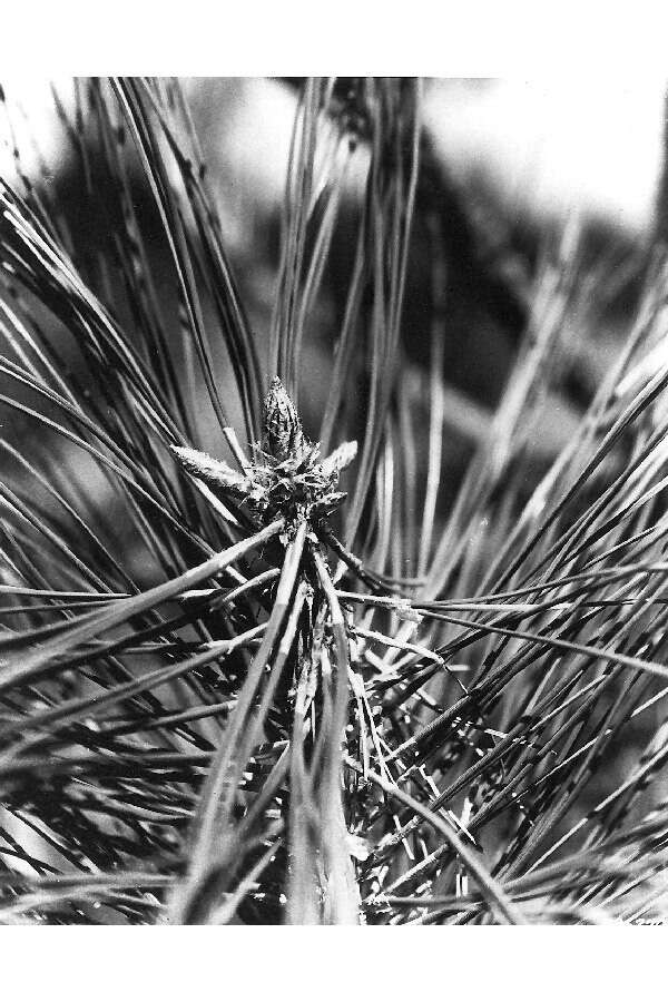 Image of Jeffrey Pine