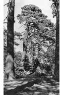 Image of Jeffrey Pine