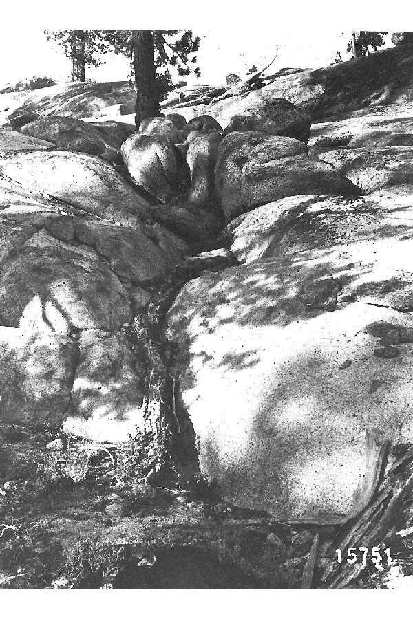 Image of Jeffrey Pine