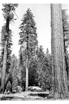 Image of sugar pine