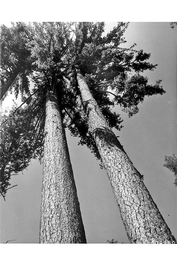 Image of sugar pine