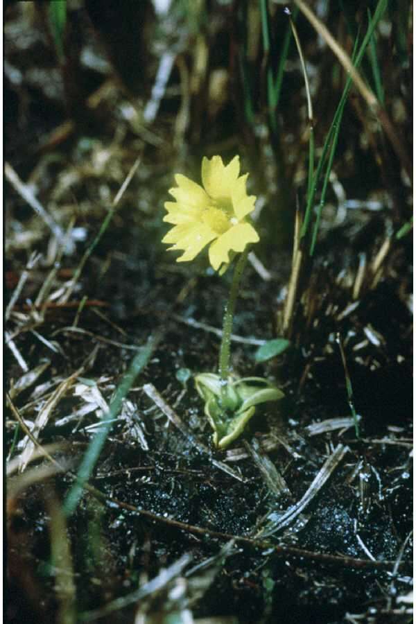 Image of yellow butterwort