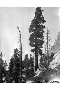 Image of western white pine