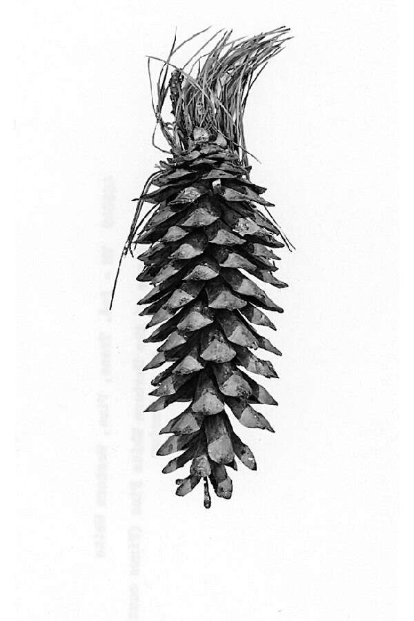 Image of western white pine