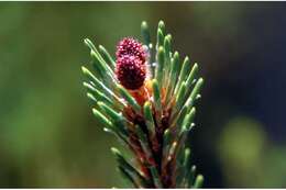 Image of Mountain Pine