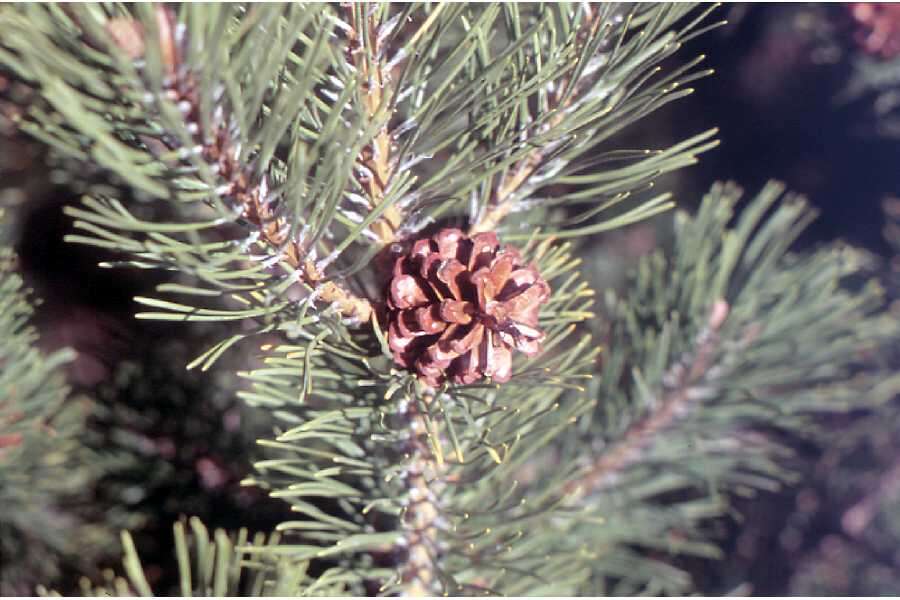 Image of Mountain Pine