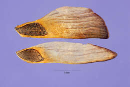 Image of Jelecote Pine