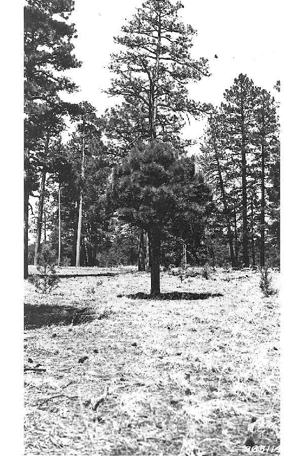 Image of Arizona pine