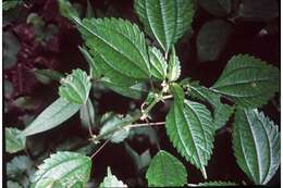 Image of Canadian clearweed