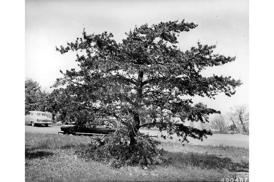 Image of Hickory Pine