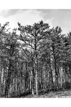 Image of Hickory Pine