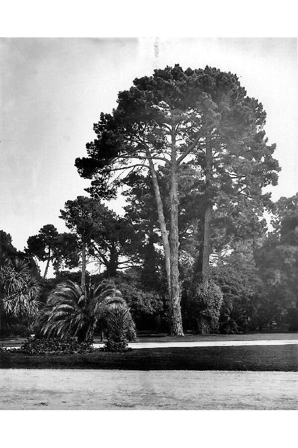 Image of Cedros Island Pine