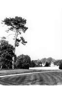 Image of Cedros Island Pine