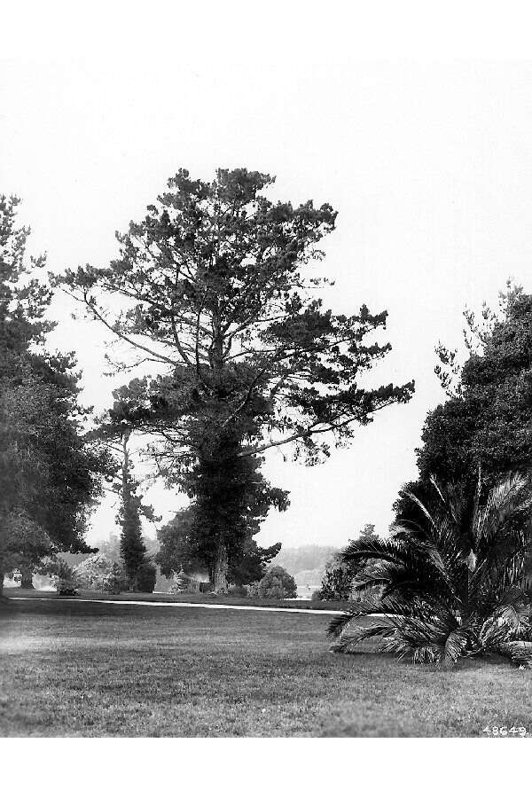 Image of Cedros Island Pine