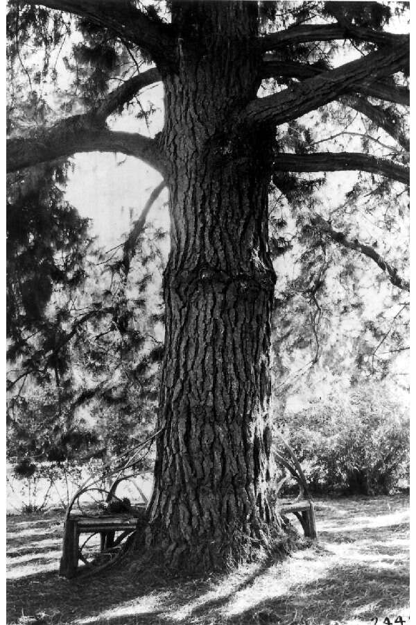 Image of Cedros Island Pine