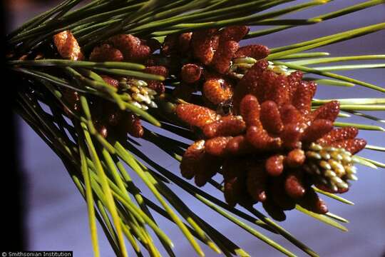 Pinus resinosa Aiton resmi