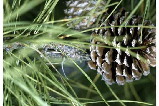 Image of pitch pine