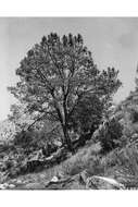 Image of Bull Pine