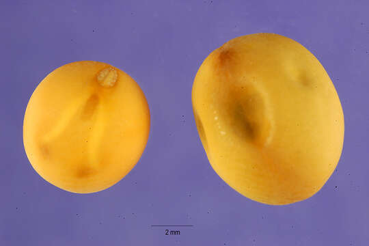 Image of pea