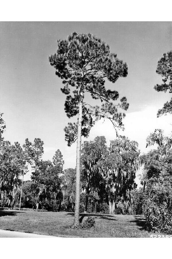 Image of Marsh Pine