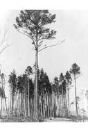 Image of Marsh Pine