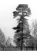 Image of Marsh Pine