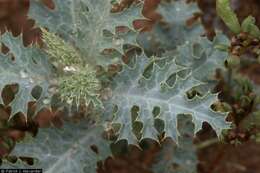 Image of southwestern pricklypoppy