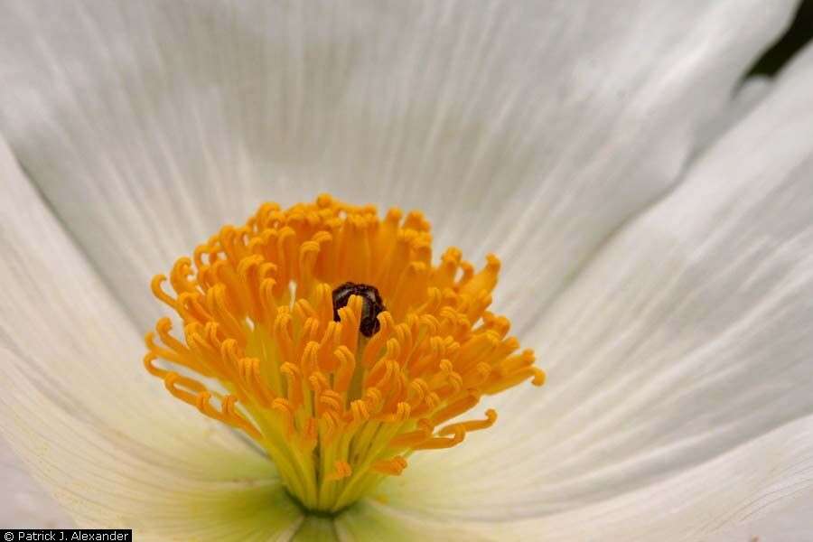 Image of southwestern pricklypoppy