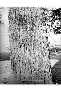 Image of eastern white pine