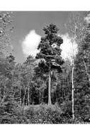 Image of eastern white pine