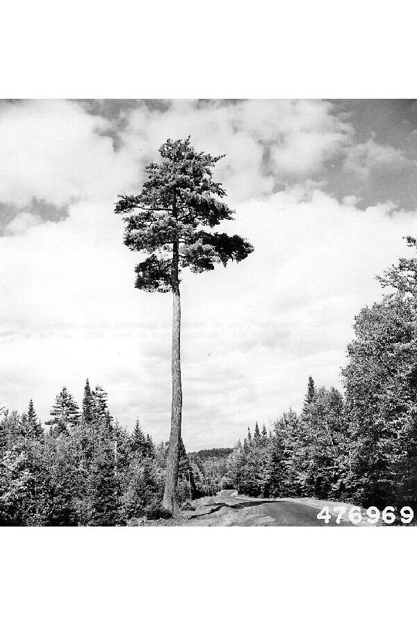 Image of eastern white pine