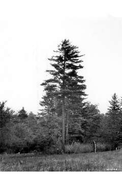 Image of eastern white pine