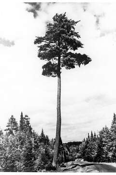 Image of eastern white pine