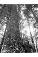 Image of eastern white pine