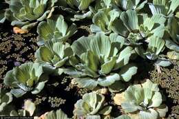 Image of pistia