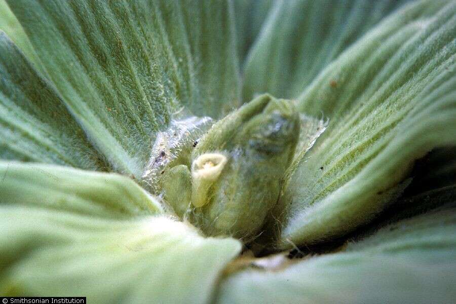 Image of pistia