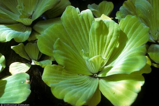 Image of pistia