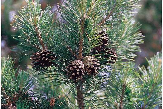 Image of Scotch Pine